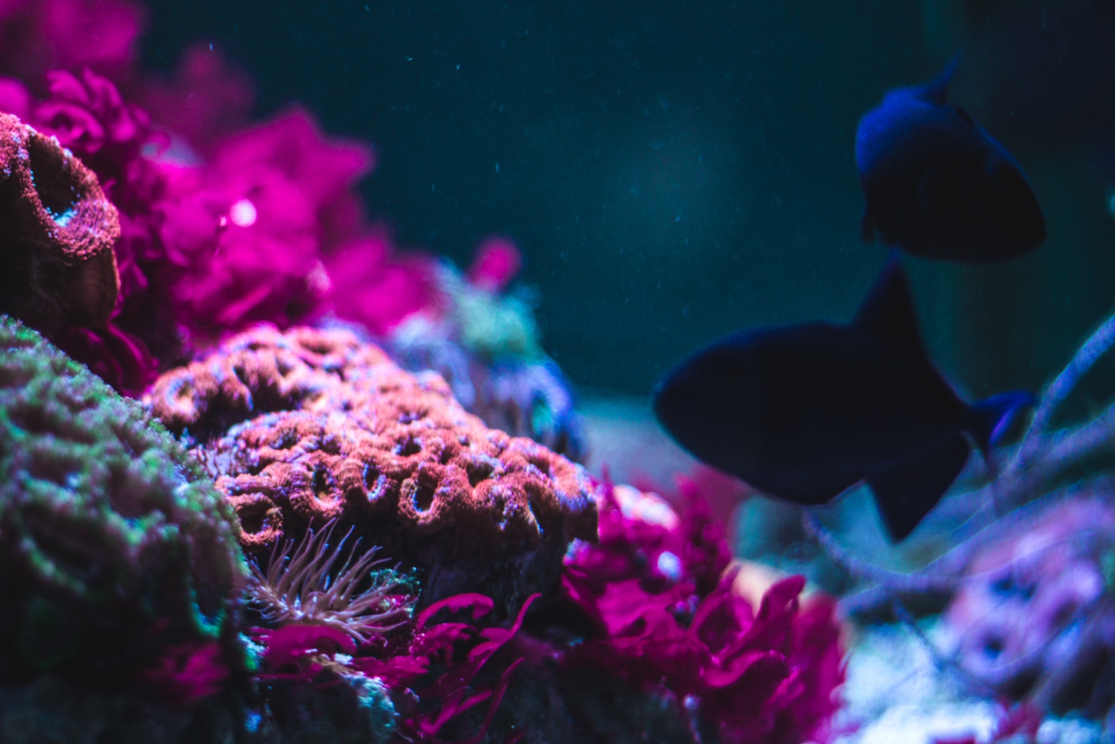 Exploring the Wonders of the Great Barrier Reef