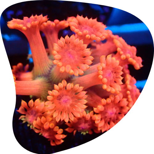 Sustainably Sourced Coral
