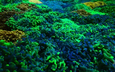 The Beauty and Diversity of Australian Coral Reefs