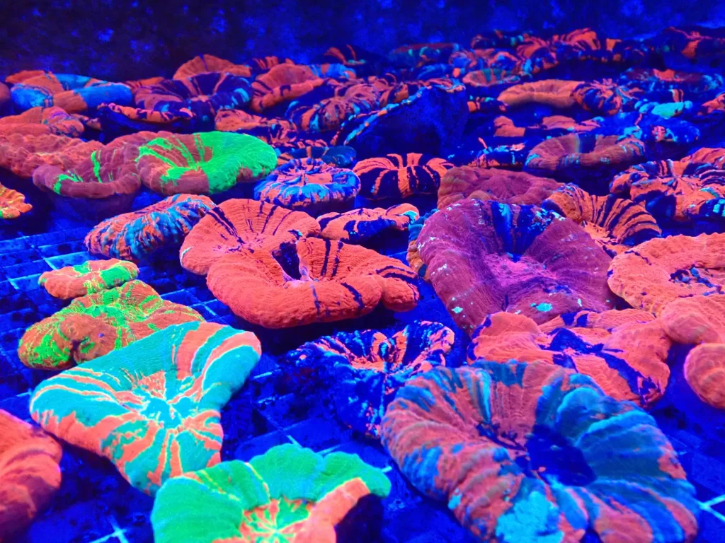 Live Corals Australia Uses Sustainable Coral Collection Practices Live Corals Australia Uses Sustainable Coral Collection Practices