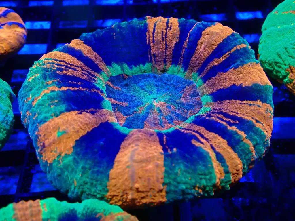 Live Corals Australia - Corals