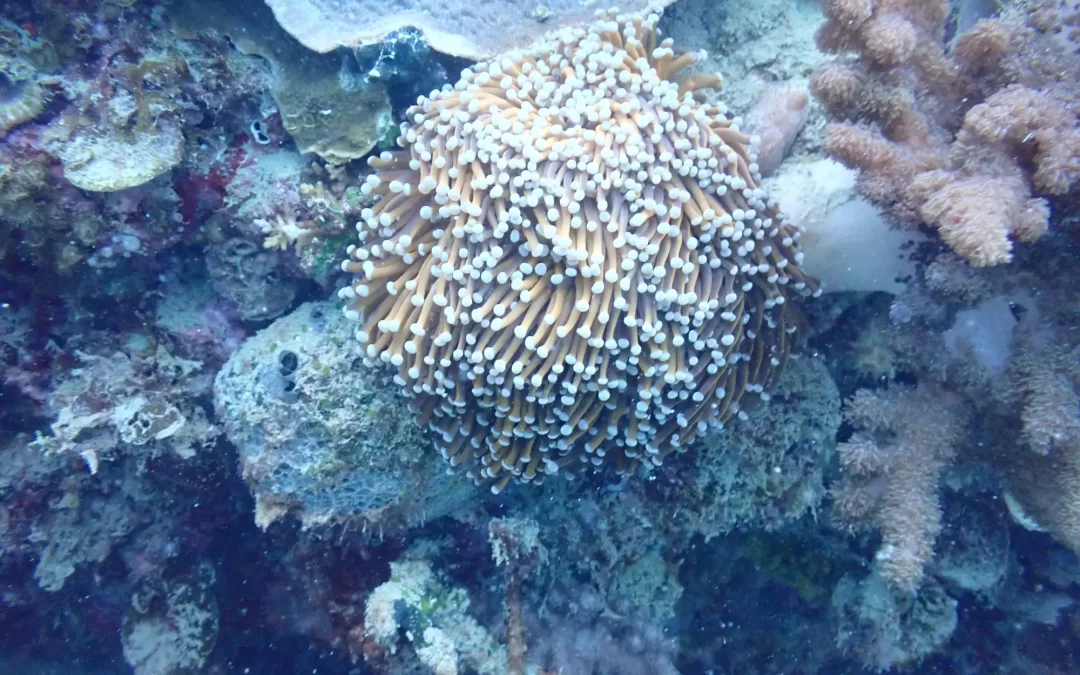 Sustainable Coral Collection Practices: Preserving the Beauty of Our Oceans