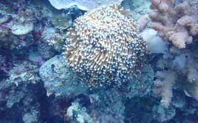Sustainable Coral Collection Practices: Preserving the Beauty of Our Oceans