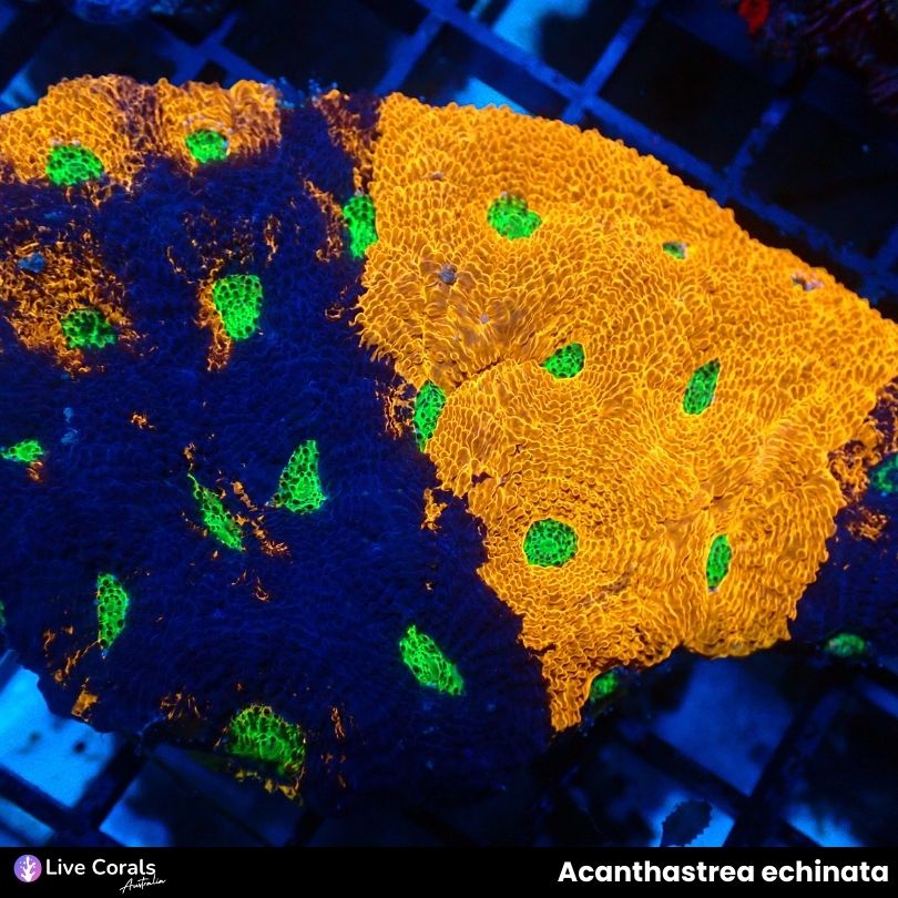 Acanthastrea echinata