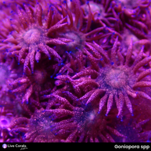 Goniopora spp