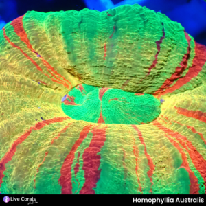 Homophyllia Australis
